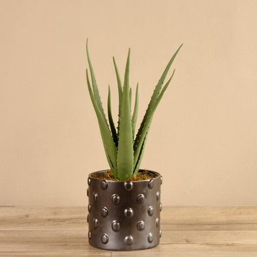 Plants-Potted Aloe-Bloomr