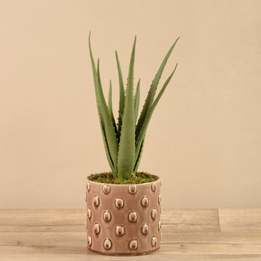 Plants-Potted Aloe (Discontinued)-Bloomr