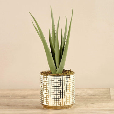 Plants-Potted Aloe-Bloomr
