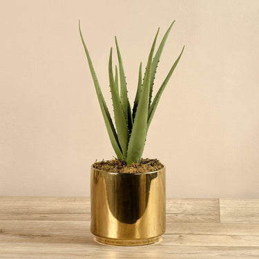 Plants-Potted Aloe-Bloomr