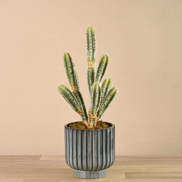Plants-Potted Cactus-Bloomr