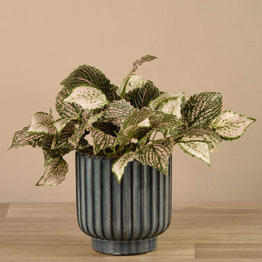 Plants-Potted Fittonia Discontinued-Bloomr