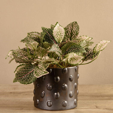 Plants-Potted Fittonia-Bloomr