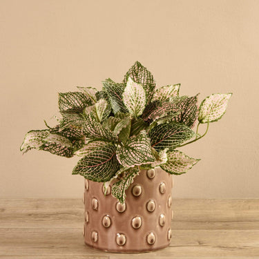 Plants-Potted Fittonia-Bloomr