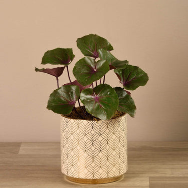 Plants-Artificial Potted Ligularia-Bloomr