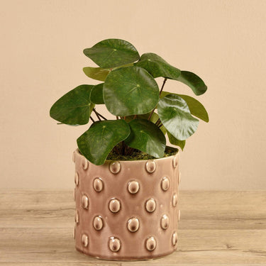Plants-Potted Pancake (Discontinued)-Bloomr