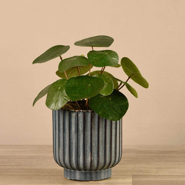 Plants-Potted Pancake Plant-Bloomr
