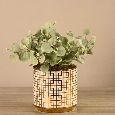 Plants-Potted Silver Fall-Bloomr
