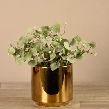 Plants-Potted Silver Fall-Bloomr