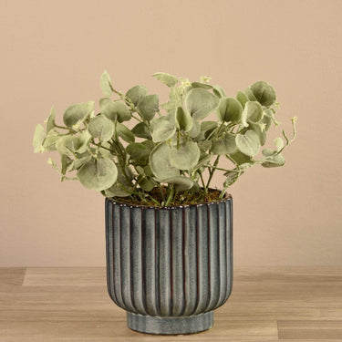 Plants-Potted Silver Fall-Bloomr