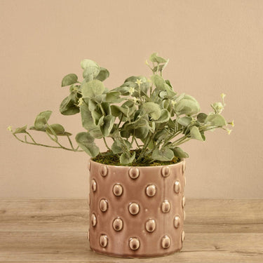 Plants-Potted Silver Fall (Discontinued)-Bloomr