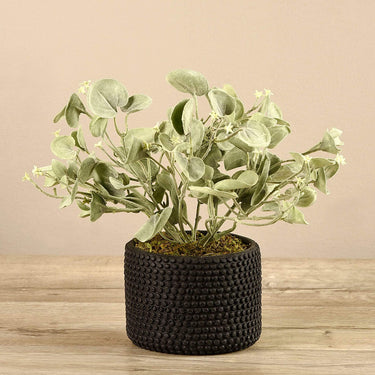 Plants-Potted Silver Fall-Bloomr