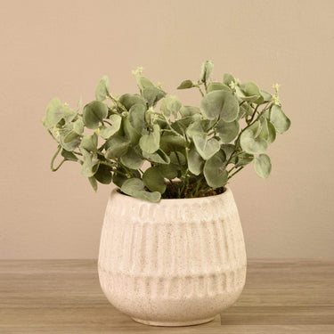 Plants-Potted Silver Fall Plant-Bloomr