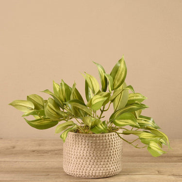 Plants-Potted Vanilla Leaf-Bloomr