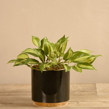 Plants-Artificial Potted Vanilla Leaf-Bloomr