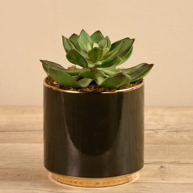 Plants-Artificial Succulent in Black Pot-Bloomr