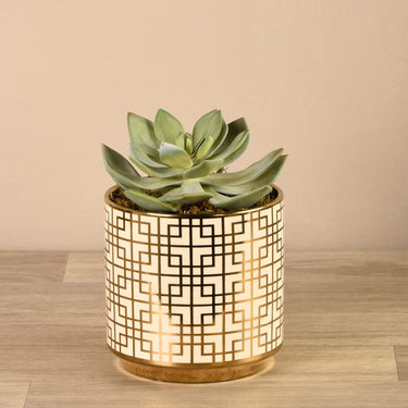 Plants-Succulent in White/Gold Pot-Bloomr