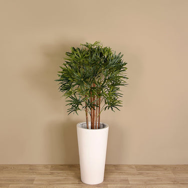 Trees-Artificial Aralia Tree <br> 100cm-Bloomr