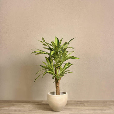 Trees-Artificial Draecena Tree 120cm-Bloomr