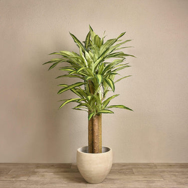 Trees-Artificial Draecena Tree <br> 155cm-Bloomr