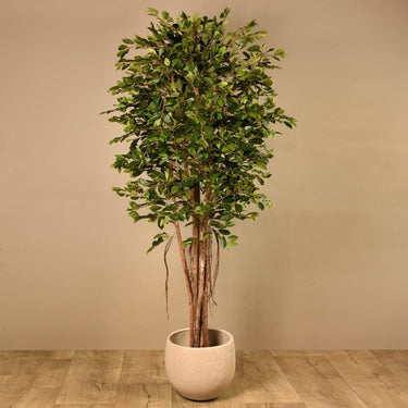 Trees-Artificial Ficus Retusa Tree 210cm-Bloomr
