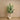 Trees-Artificial Ficus Tree 210cm-Bloomr
