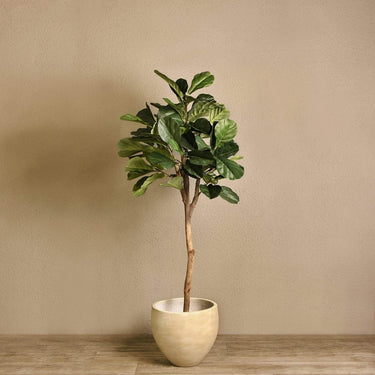 Trees-Artificial Fiddle Tree 150cm-Bloomr