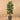 Trees-Artificial Rubber Tree 180cm-Bloomr