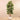 Trees-Artificial Rubber Tree 180cm-Bloomr
