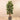 Trees-Artificial Rubber Tree 180cm-Bloomr