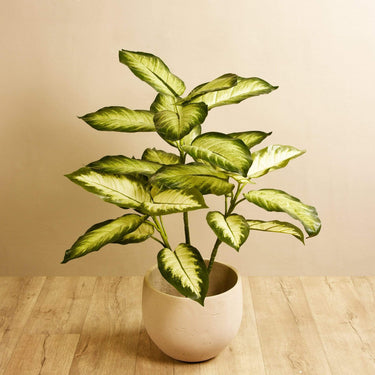 Trees-Artificial Diffenbachia Plant 110cm-Bloomr
