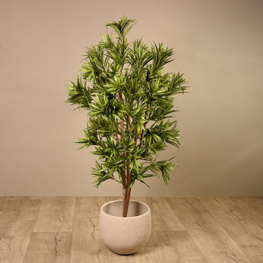 Trees-Draecena Reflexa <br> 180cm-Bloomr