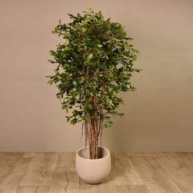 Trees-Ficus Retusa Tree 180cm-Bloomr