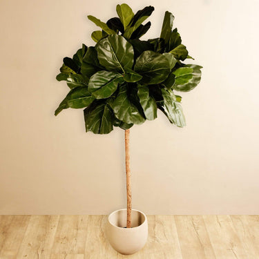 Trees-Fiddle Leaf Tree-Bloomr