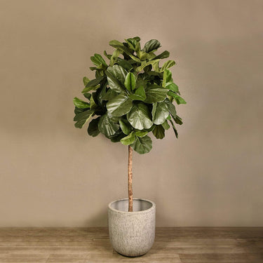 Trees-Artificial Fiddle Leaf Tree 240cm-Bloomr