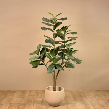 Trees-Fiddle Tree 180cm-Bloomr