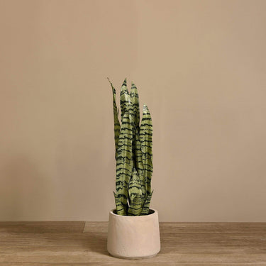 Trees-Artificial Sansevieria Plant <br> 57cm|68cm|80cm-Bloomr
