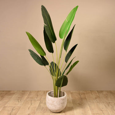 Trees-Strelitzia Palm <br> 210cm-Bloomr