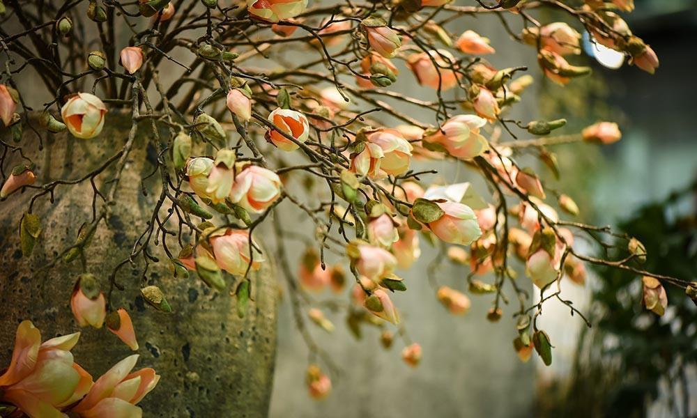 Luxury Artificial Magnolias