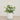 Floral Arrangement-Artificial Cabbage Rose Plant-Bloomr