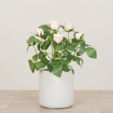 Artificial Cabbage Rose Plant