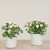 Artificial Cabbage Rose Plant