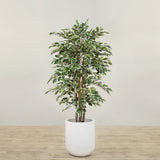 Artificial Ficus Deluxe Exotica Tree <br> 150cm