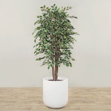 Artificial Ficus Deluxe Exotica Tree <br> 180cm