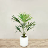Kentia Palm <br> 120cm