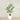 Trees-Kentia Palm 150cm-Bloomr