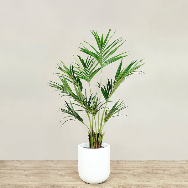 Kentia Palm <br> 150cm