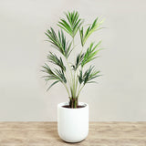 Kentia Palm <br> 180cm