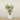 Trees-Kentia Palm 210cm-Bloomr