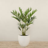 Kentia Palm <br> 240cm